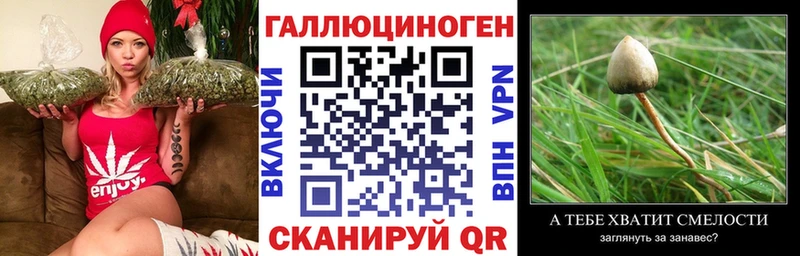 купить наркоту Сковородино omg ТОР Псилоцибиновые грибы GOLDEN TEACHER